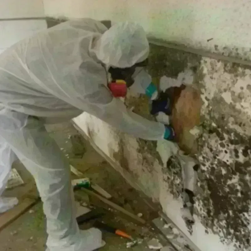 Mold Remediation and Removal in Sublette County, WY